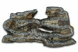 Mammoth Molar Slice With Case - South Carolina #377776-1